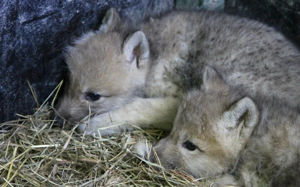 Vlčata v brněnské zoo