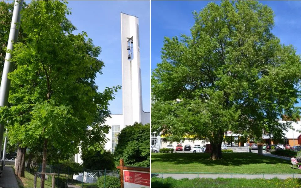 Předloňský vítězný strom roku (vlevo) a letošní vítěz (vpravo)
