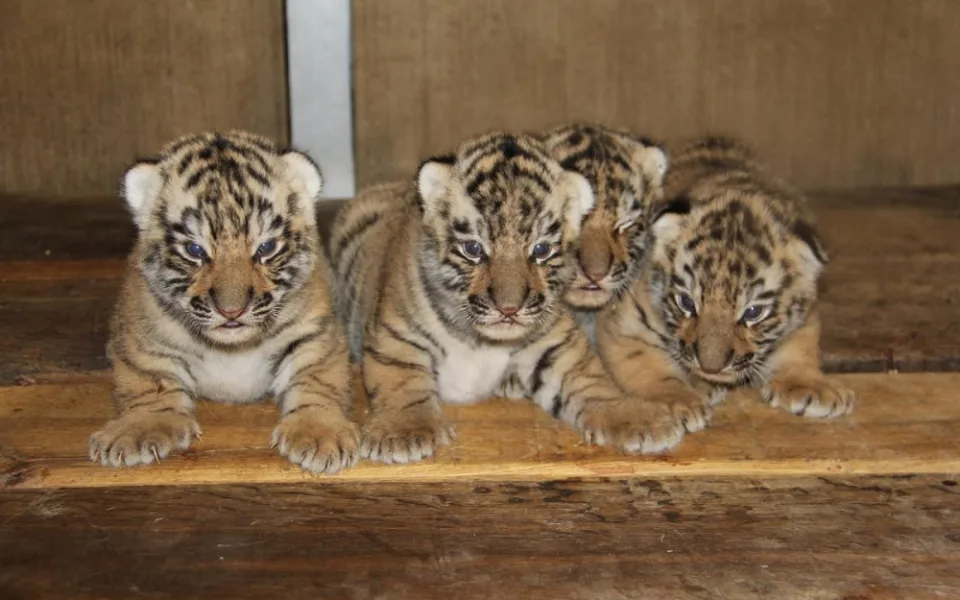 Tygříci v hodonínské zoo