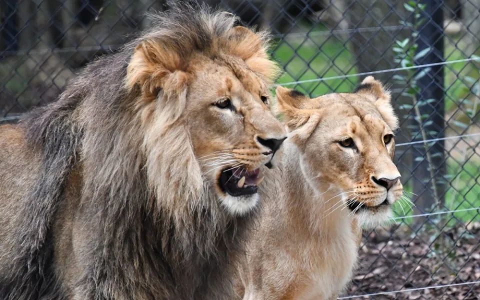 Lolek a Kivu