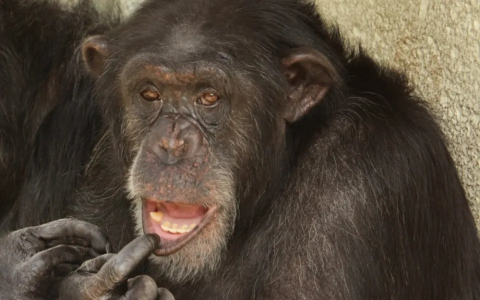 Šimpanz v brněnské zoo
