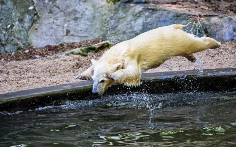 Noria