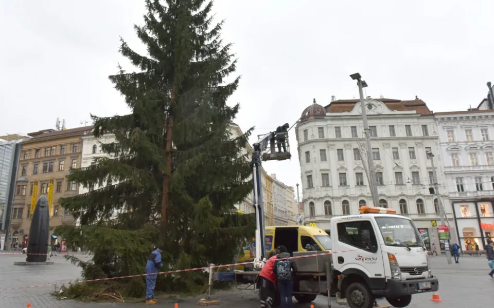 Strom na náměstí Svobody