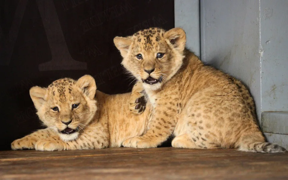 Lvíčci v brněnské zoo