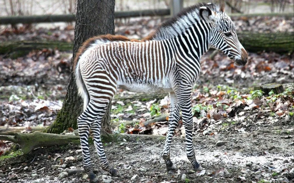 Malá zebřička v brněnské zoo