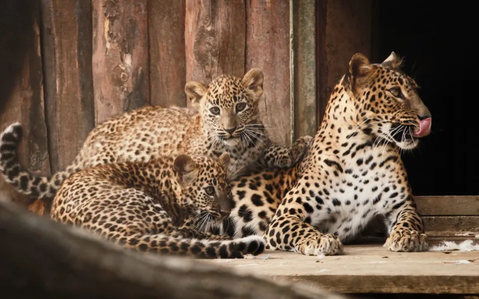 Foto: ZOO Brno