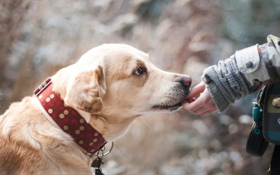 Labrador, ilustrační foto