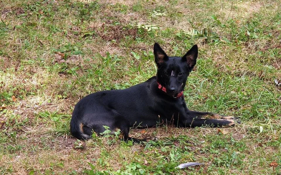 Hledaná fenka Ami