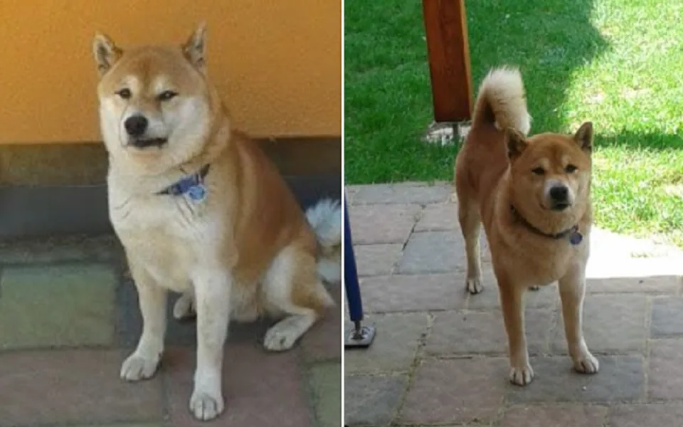 Hledaný pejske Akim