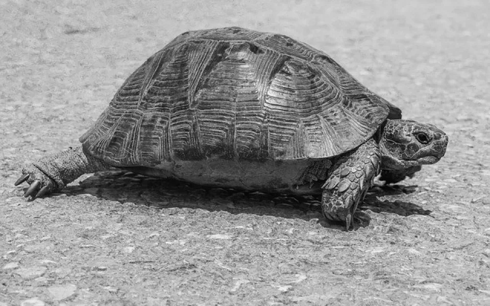 turtle-3594018_640