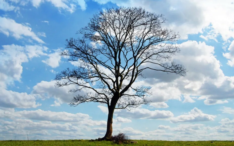 tree-164915_1280
