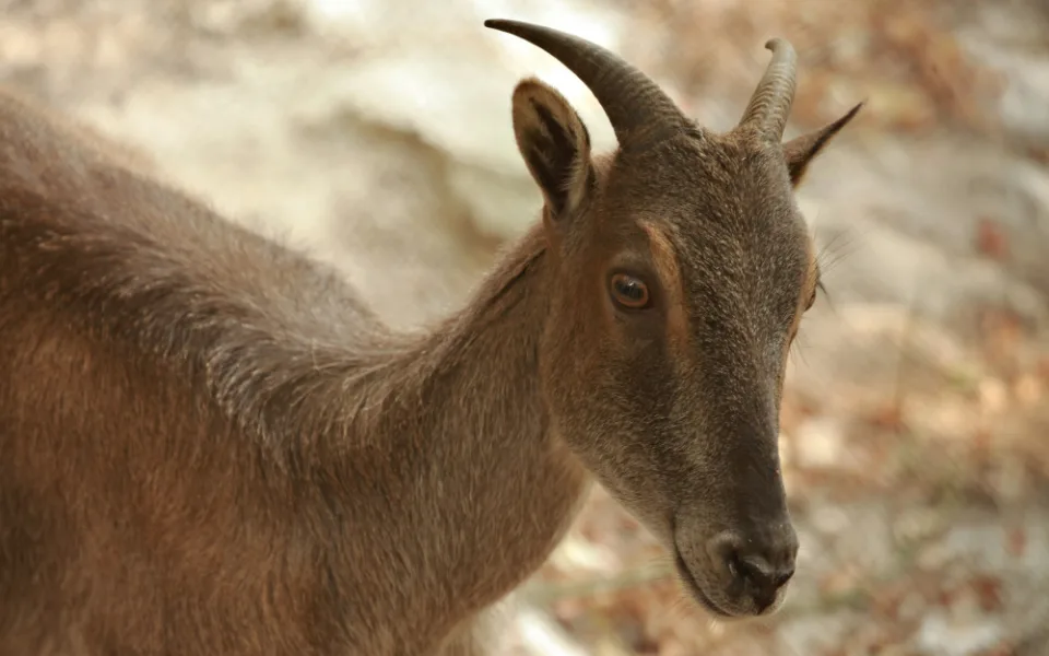 tahr8