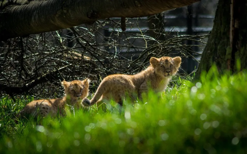 Lvíčata v brněnské zoo