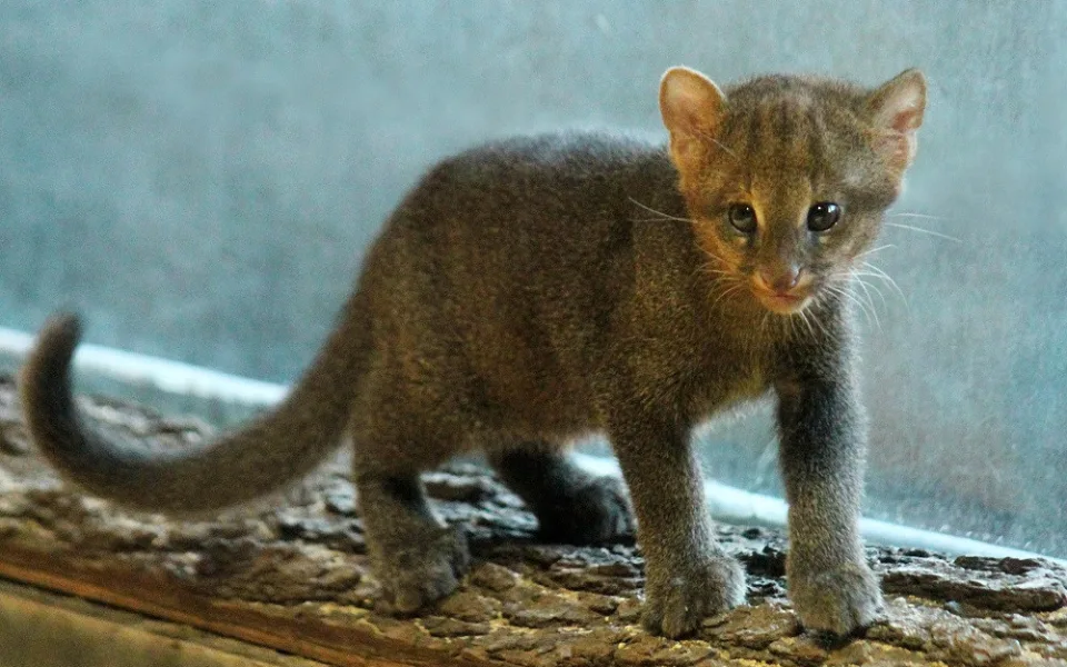 kotě jaguarundi