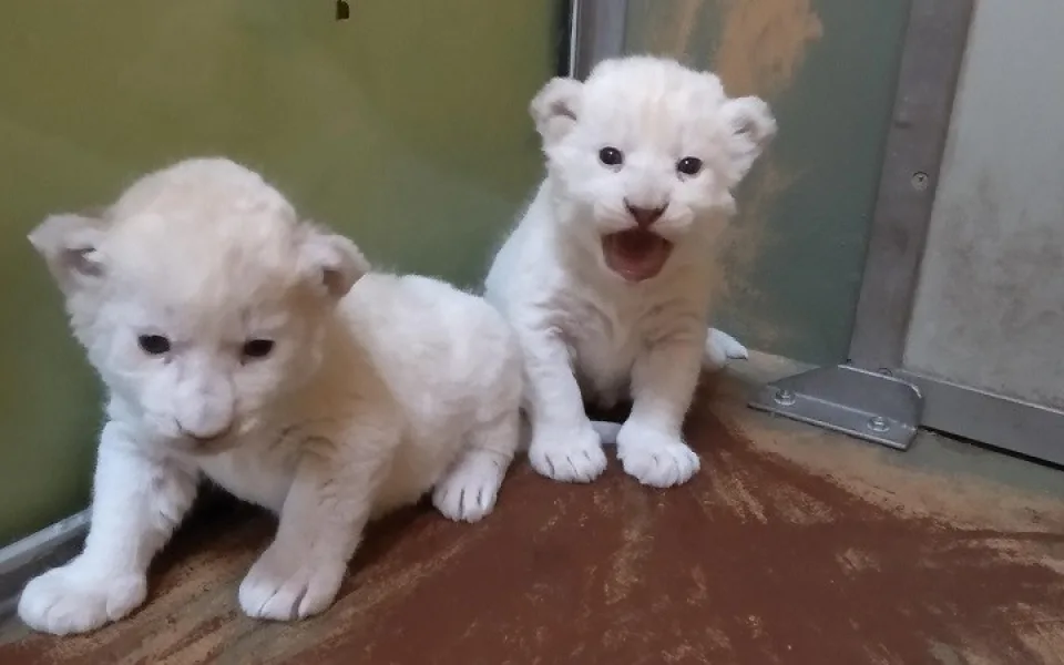Lvíčata v Zoo Hodonín