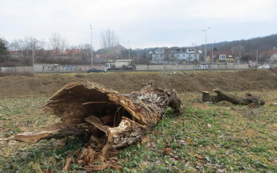 Toto není pouze pokácený kmen stromu, jde o obrkouviště