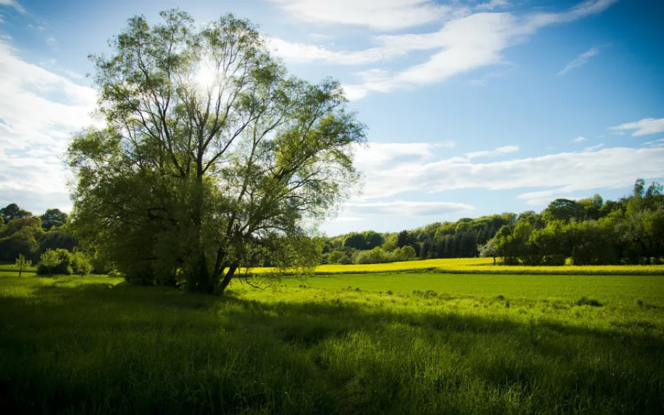 meadow-110719_1280