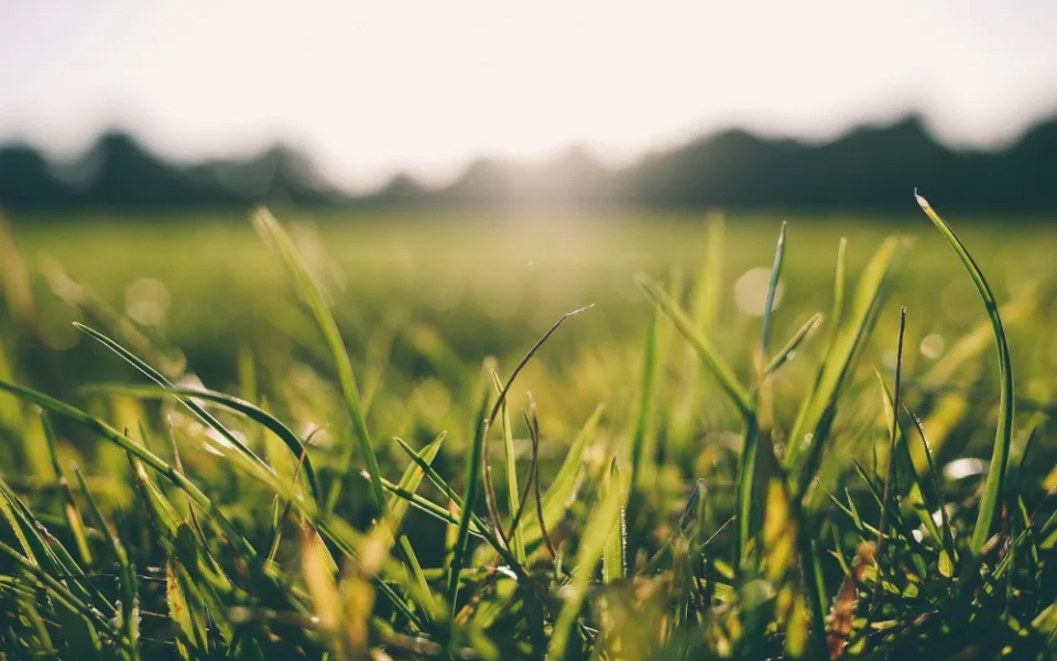 grass-916407_1280