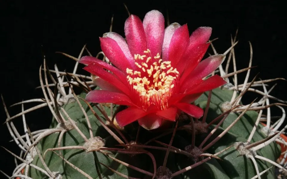 gymnocalycium_tillianum_610
