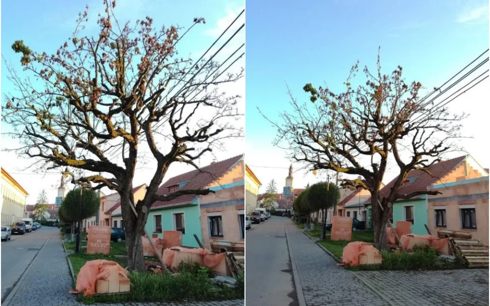 Napadená hrušeň v Rousínově