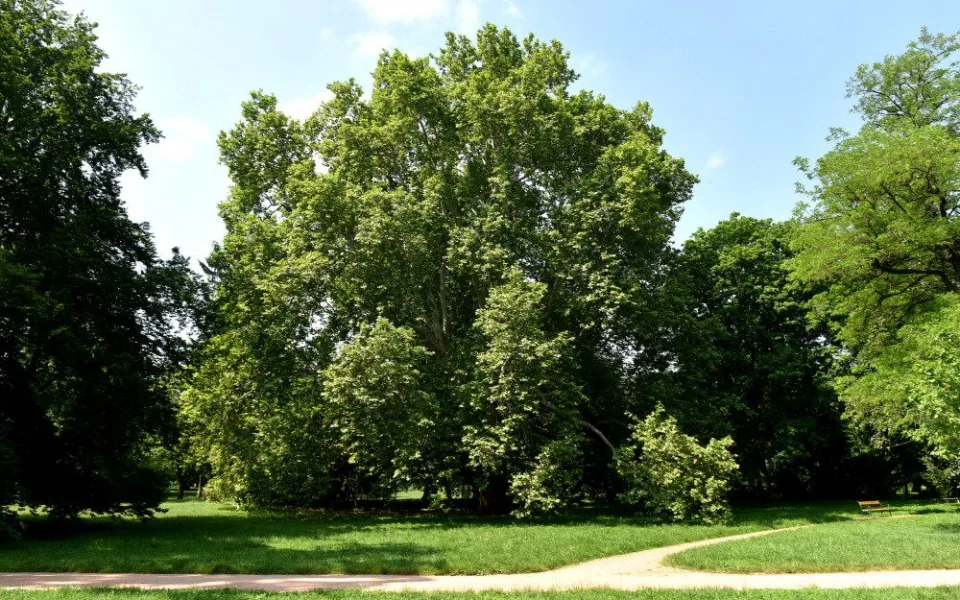Platan v Lužánkách