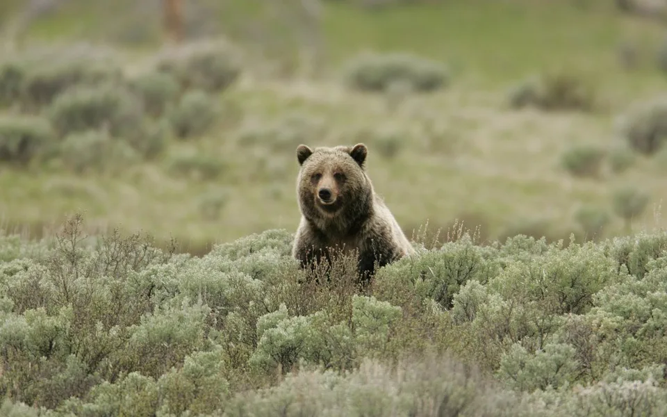 grizzly-bear-869223_960_720