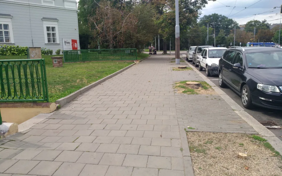 Pokácené stromy v Rooseveltově ulici