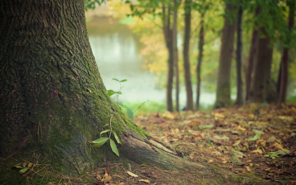 tree-trunk-569275_1280