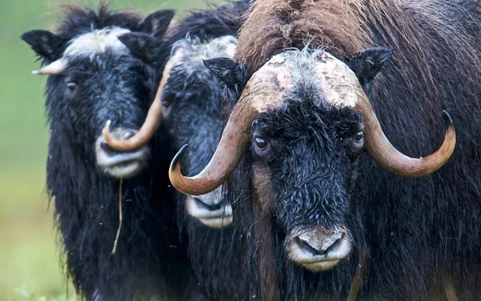 Do brněnské zoo přibydou pižmoni