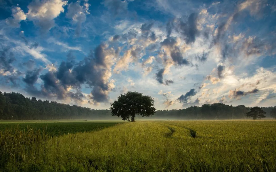 tree-247122_1280