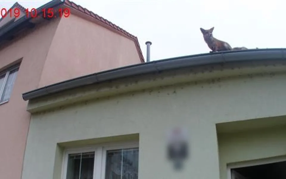 Liška na střeše