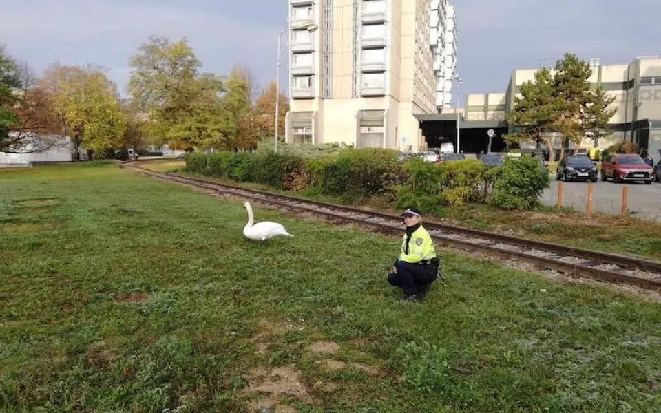 Za zraněnou labutí, která se včera ráno procházela po ulici Poříčí, vyjížděla hlídka brněnských strážníků.