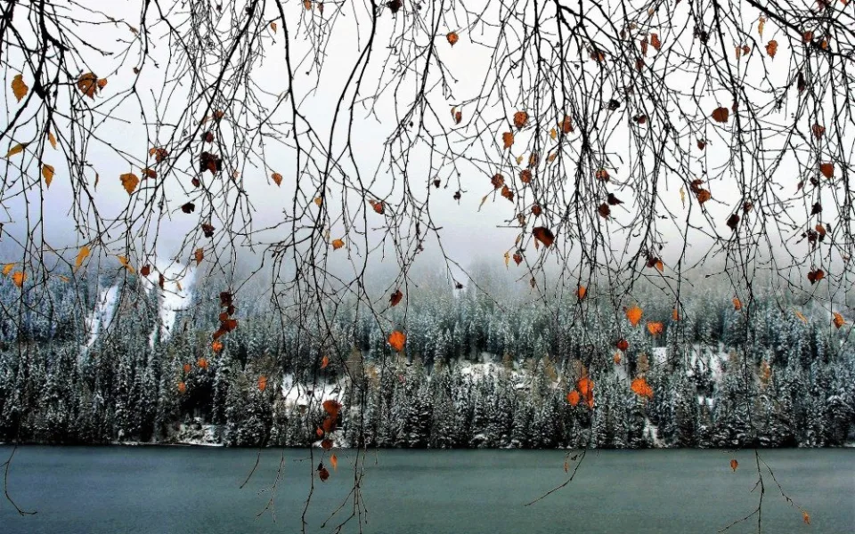 twigs-2941230_1920