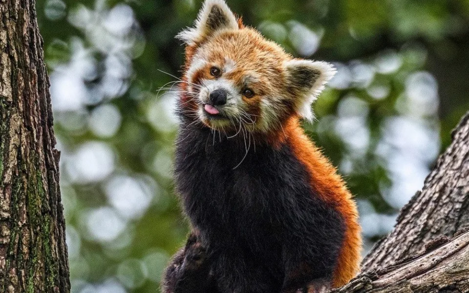 Panda červená