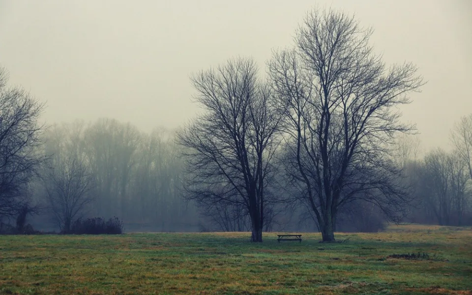 tree-1144327_1280