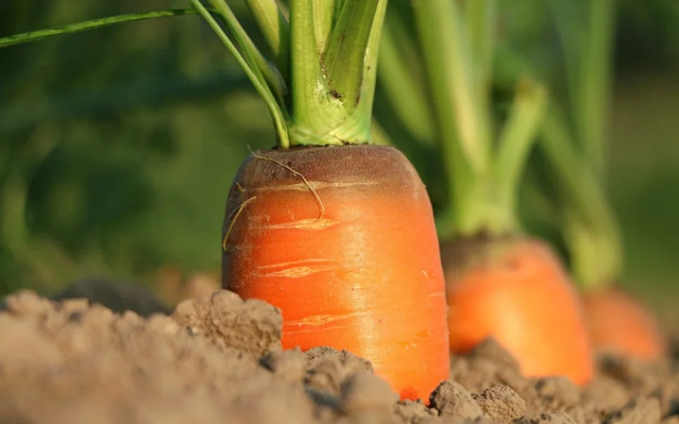carrot-1565597_1280