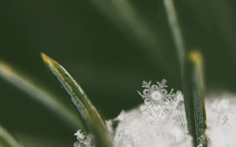 macro-1209271_1280