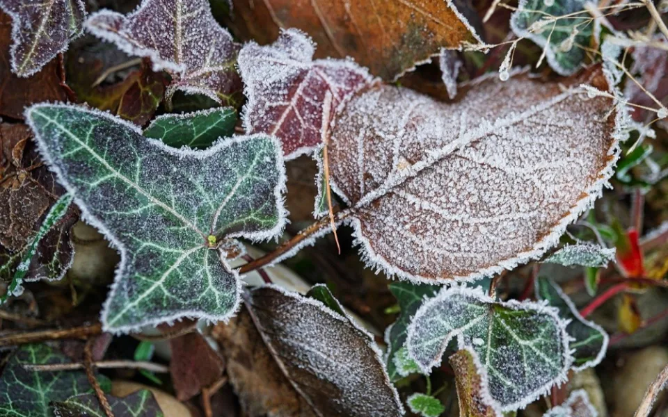 frost-4729906_1280