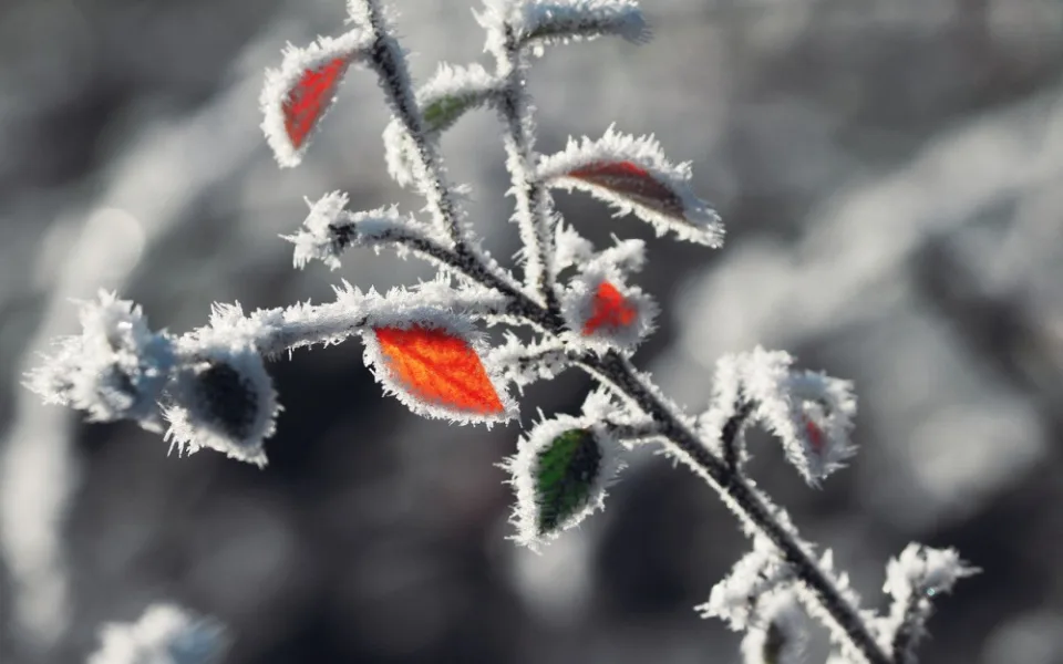 leaves-4734089_1280