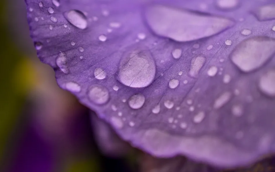 spring-4185460_1280