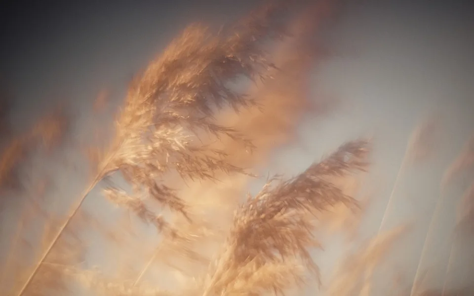 grass-4598597_1280