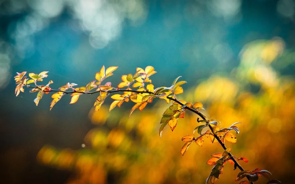 autumn-3846345_1280