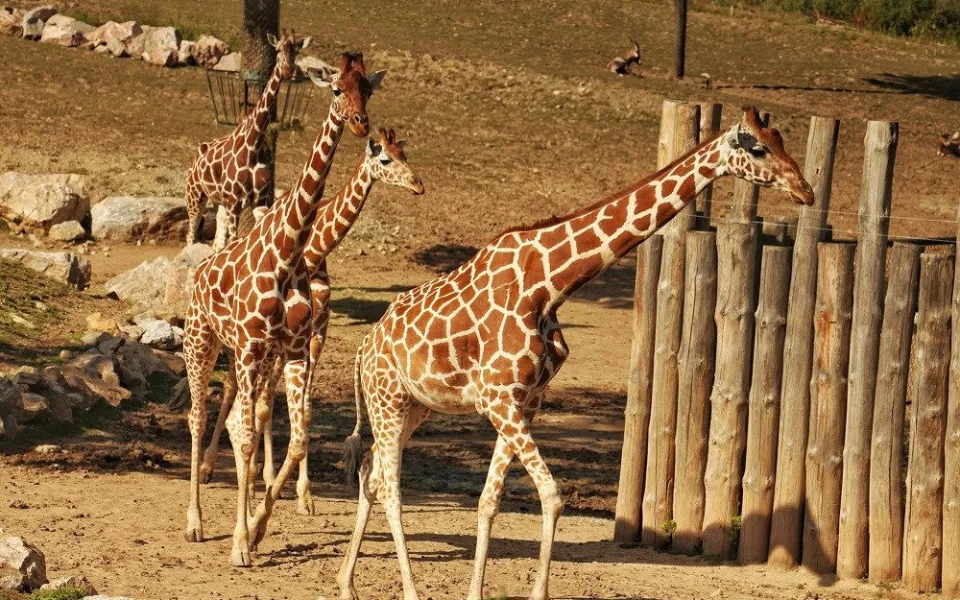 Zvířata ze zavřené ZOO Brno můžete navštívit z pohodlí domova. Zahrada vysílá denně živé přenosy