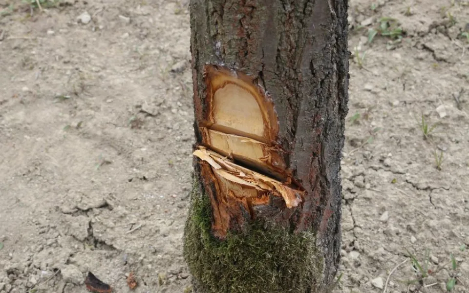 Zdroj: PČR