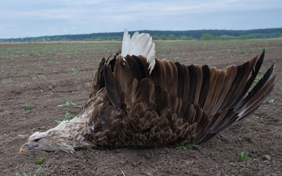 Smrt ptačího unikátu. Rodinu mořských orlů někdo zřejmě otrávil zakázaným pesticidem