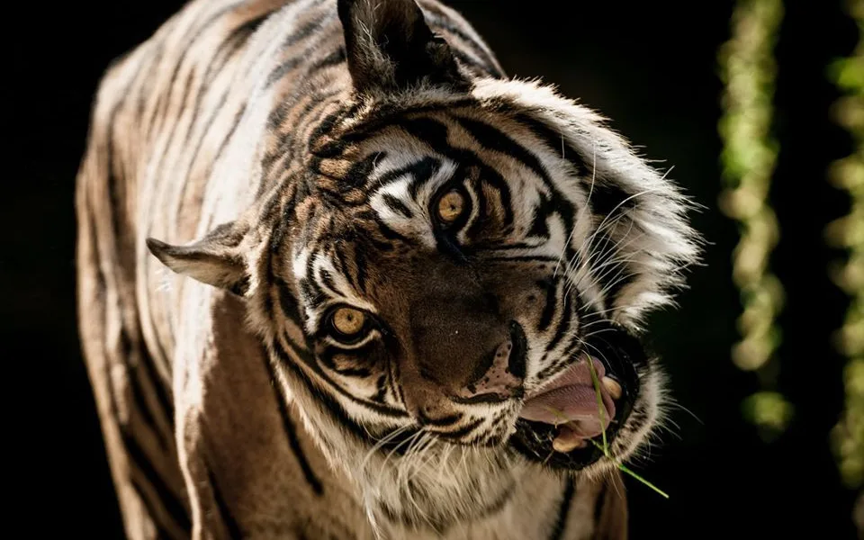Tygr z brněnské zoo