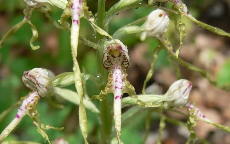 orchidejíček jadranský