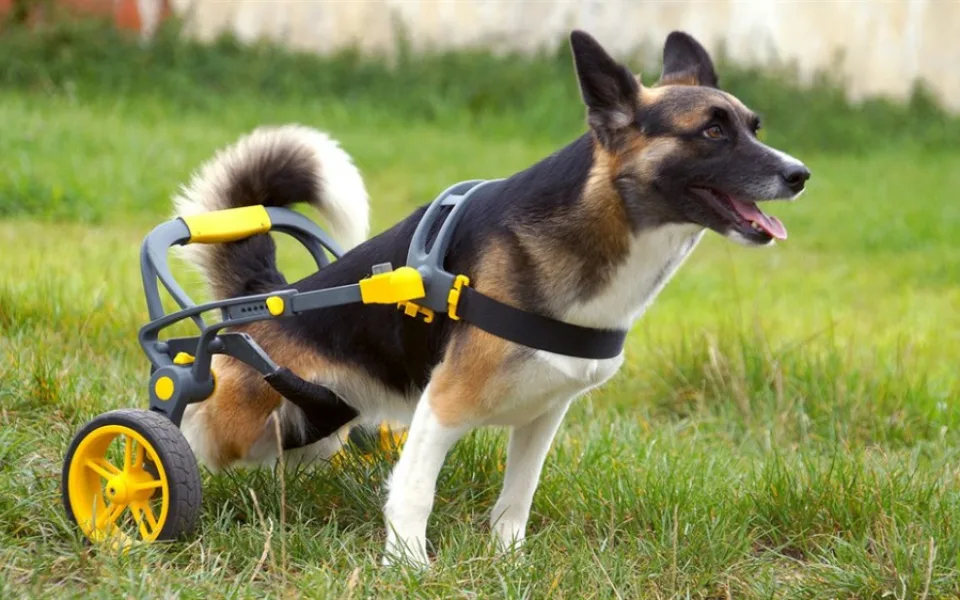 Handicapovaní pejsci teď mohou znova běhat