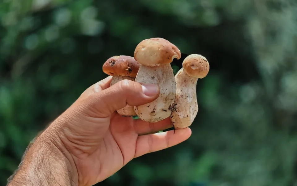 Ilustrační foto z dob, kdy ještě rostly.