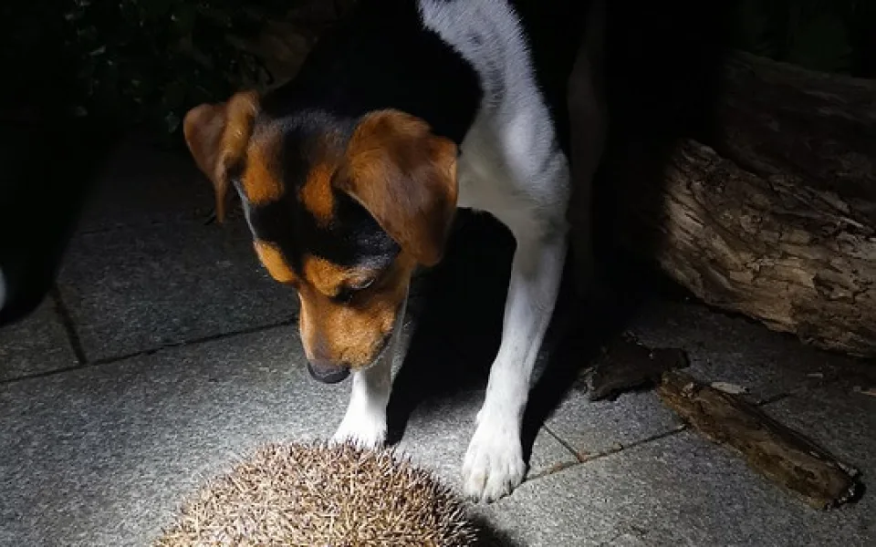 dog-5227208_960_720